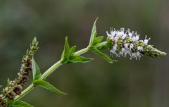 Mentha longifolia polyadena