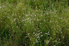 Mentha longifolia polyadena