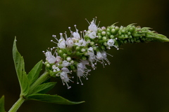 Mentha longifolia polyadena