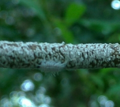 Sasajiscymnus parenthesis