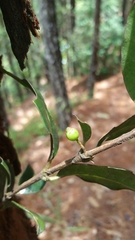 Gallienia sclerophylla image