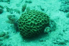 Acanthastrea