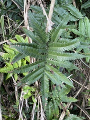 Pteris minor