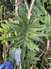 Pteris minor