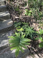 Pteris minor