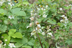 Digitalis lanata
