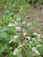 Digitalis lanata