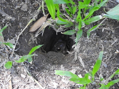 Rhinella dorbignyi