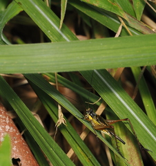 Nisitrus
