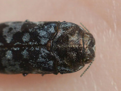Coraebus rubi