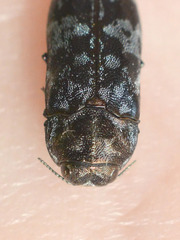 Coraebus rubi
