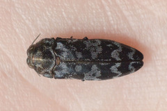 Coraebus rubi