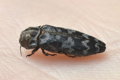 Coraebus rubi