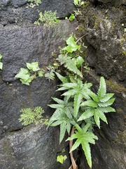 Pteris minor