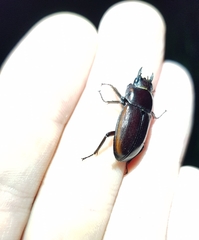 Prosopocoilus torresensis