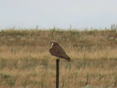 Falco biarmicus biarmicus