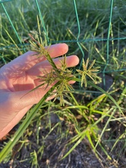 Cyperus sphacelatus