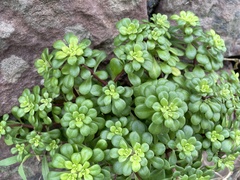 Sedum formosanum