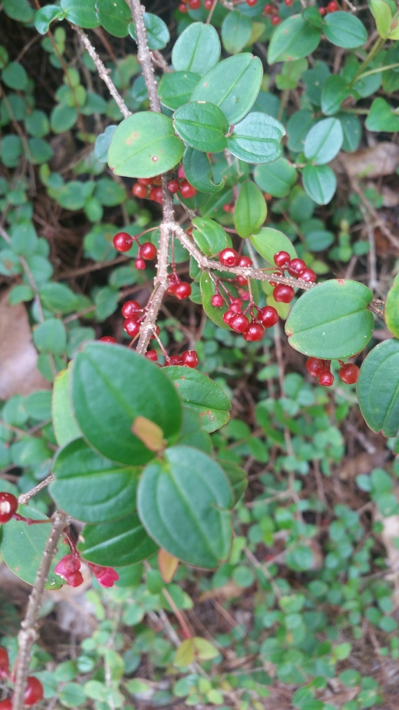 Medinilla parvifolia