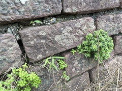 Sedum formosanum