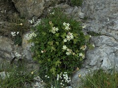 Potentilla caulescens