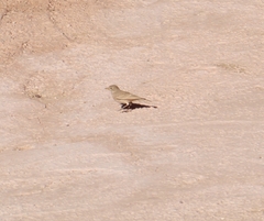 Ammomanes deserti
