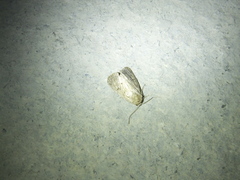 Spodoptera depravata