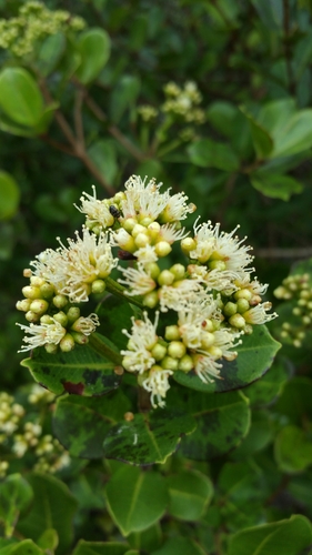 Syzygium cuneifolium, 2023-01-14