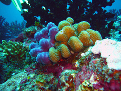 Chalinula nematifera