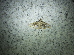 Sinomphisa plagialis