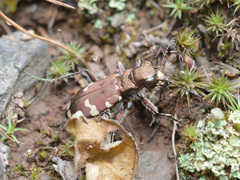 Cicindela sylvicola