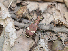 Cicindela sylvicola