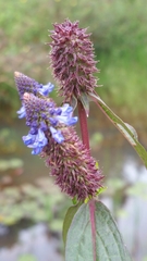 Coleus stenostachys image