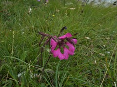 Silene elisabethae