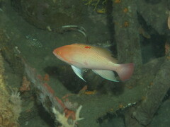 Pseudanthias hypselosoma