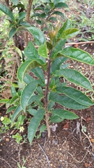 Image of Clerodendrum decaryi