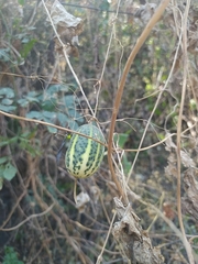 Polyclathra cucumerina