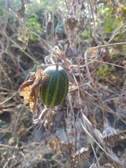 Polyclathra cucumerina