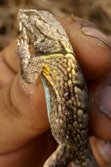 Sceloporus anahuacus