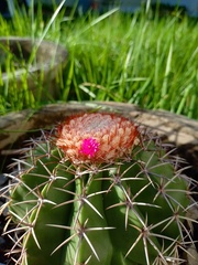 Melocactus violaceus violaceus