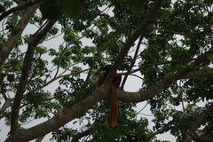 Eulemur macaco