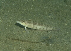 Parapercis lineopunctata