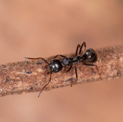 Dolichoderus thoracicus