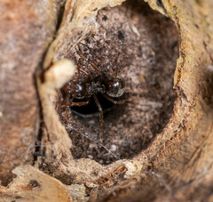 Dolichoderus thoracicus