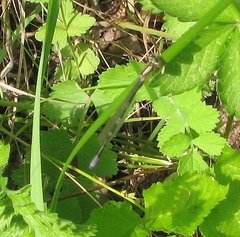 Coenagrion johanssoni