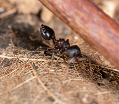 Crematogaster aurita