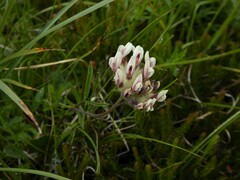 Anthyllis vulneraria baldensis