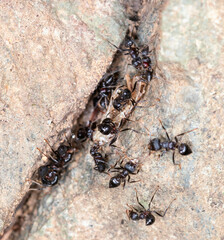 Crematogaster aurita