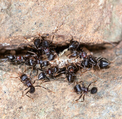 Crematogaster aurita