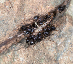 Crematogaster aurita